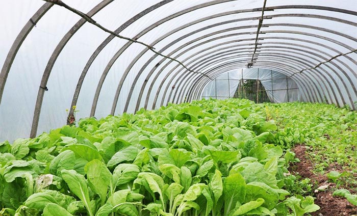 蔬菜死苗后巧預(yù)防