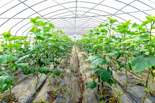 冷空氣頻頻來襲 蔬菜生產(chǎn)“防”字當(dāng)頭